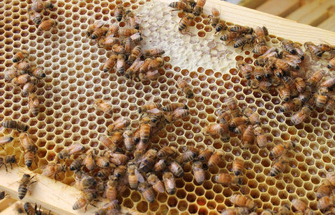 1 oz Beeswax Blocks Pure Nebraska Honey Bee Beeswax (Two Blocks)