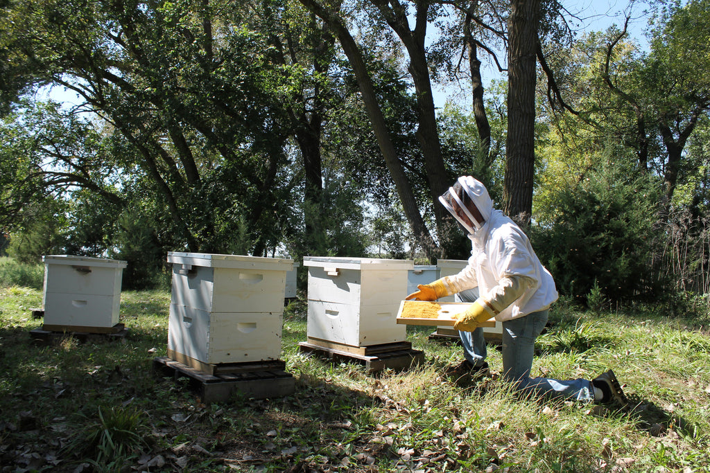 Pure Nebraska Beeswax (Six) 1 oz Blocks – Prairie River Honey Farm