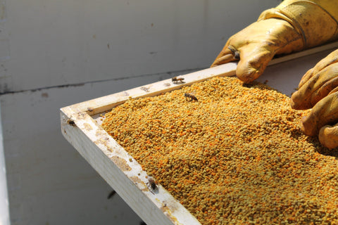 Wholesale Fresh Nebraska Bee Pollen 8 oz - 12 qty