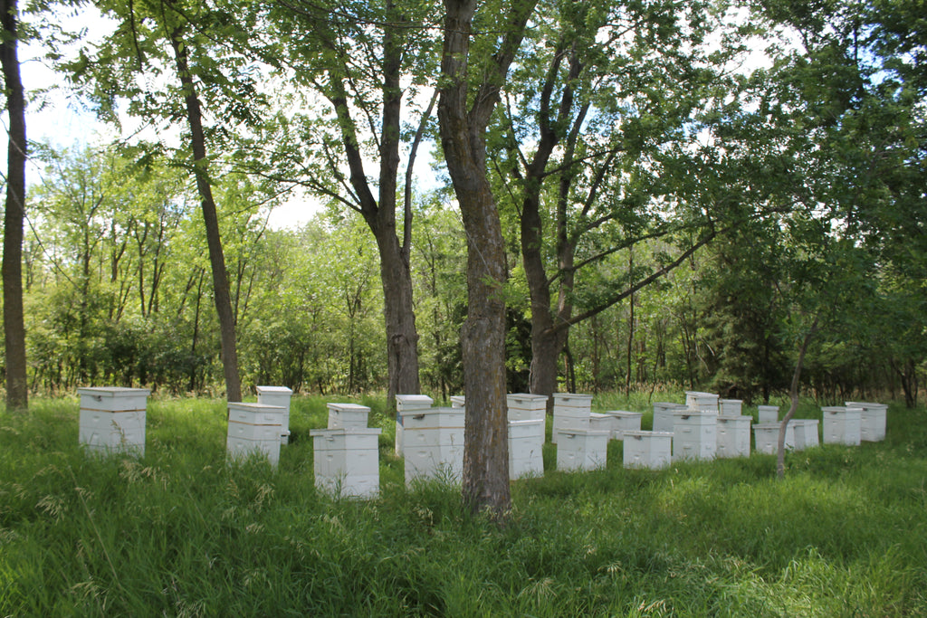 Pure Nebraska Beeswax (Six) 1 oz Blocks – Prairie River Honey Farm