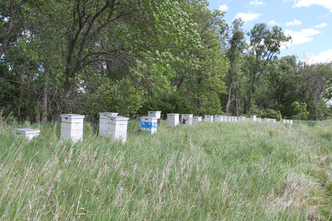 Creamed Raw Honey - Pure Natural Nebraska Honey 3lb Glass Jar