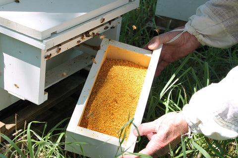 Wholesale Fresh Nebraska Bee Pollen 8 oz - 12 qty