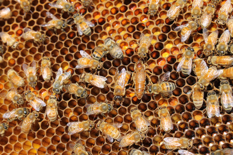 Raw Comb Honey Pure Natural Nebraska Honey (one) 16 oz Cut Comb