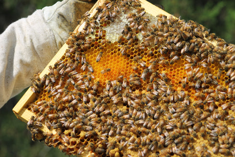 Fresh Royal Jelly 5 oz Jar (142 grams of Pure Royal Jelly)