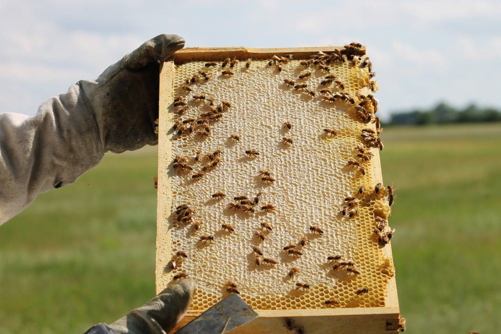 Pure Nebraska Beeswax (Six) 1 oz Blocks – Prairie River Honey Farm