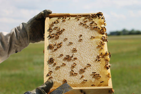 Raw Comb Honey Pure Natural Nebraska Honey (one) 16 oz Cut Comb