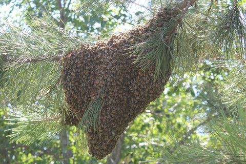 Raw Honey Pure Natural Nebraska Honey (one) 5lb Jug