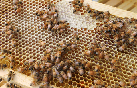 Raw Comb Honey Pure Natural Nebraska Honey (one) 16 oz Cut Comb
