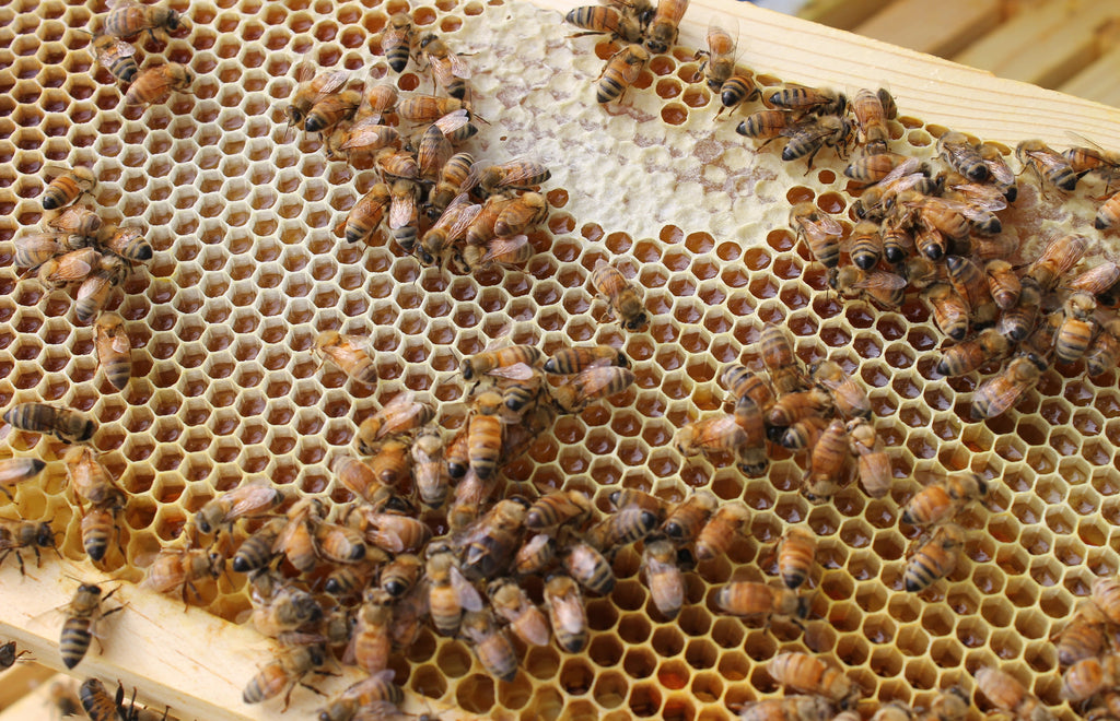 1 oz Beeswax Bar — Williams Honey Bees
