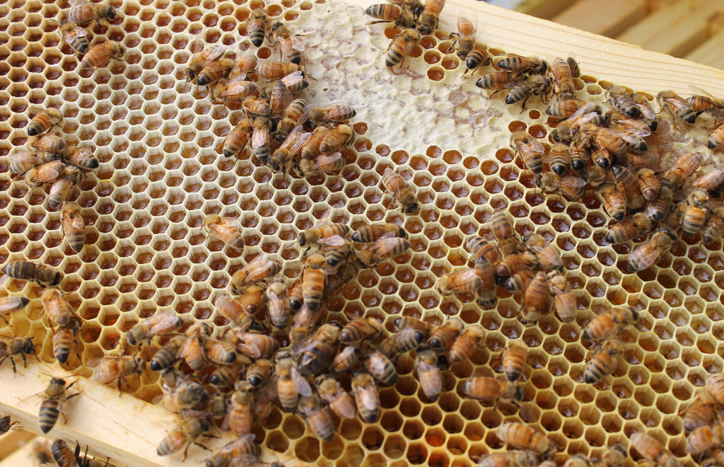 Pure Beeswax Blocks - Peabody Mountain Artisans